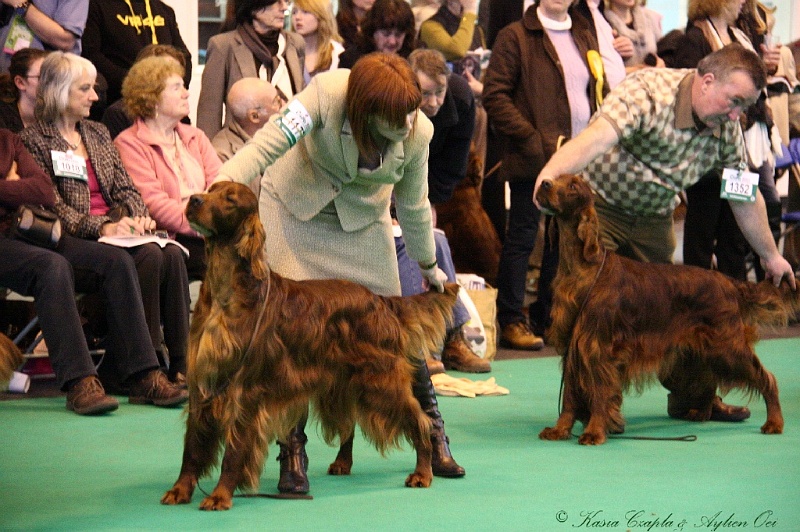 Crufts2011_2 061.jpg